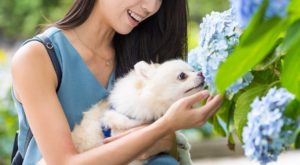 Photo of an Asian American woman holding her dog and smiling while looking at flowers. Break free from your depression symptoms. Meet with a skilled therapist and find support with depression therapy in San Ramon, CA.